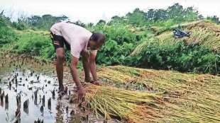 farmers suffer huge losses due to heavy rains