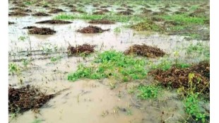 crops have been damaged due to Unseasonal heavy rains in Mehkar and Lonar taluka