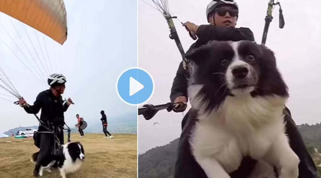 dog doing Paragliding Viral Video