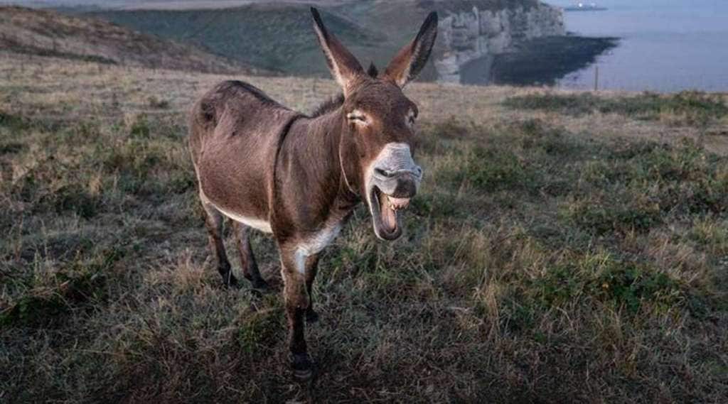 Pakistan to clear all Loan With the Help Of Dogs and Donkey China Shows Interest in Buying animals