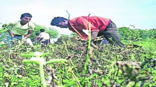latur farmer