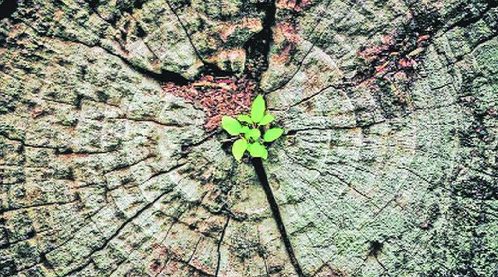 lekh bhashasutra tree