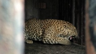 A leopard from Sinnar taluka was caught in a forest department cage