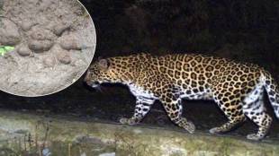 leopord in chirner forest (1)