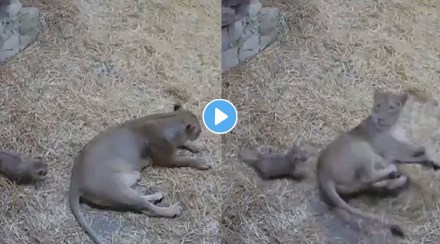 lion cub viral video