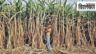 india becomes largest producer of sugar in world
