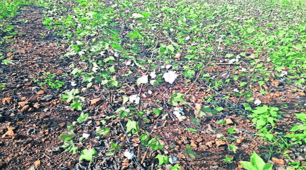 mh cotton