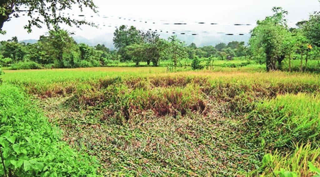 mh farm