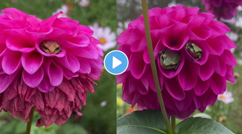 netizens cant stop gushing over viral video showing frogs cocooned inside flowers