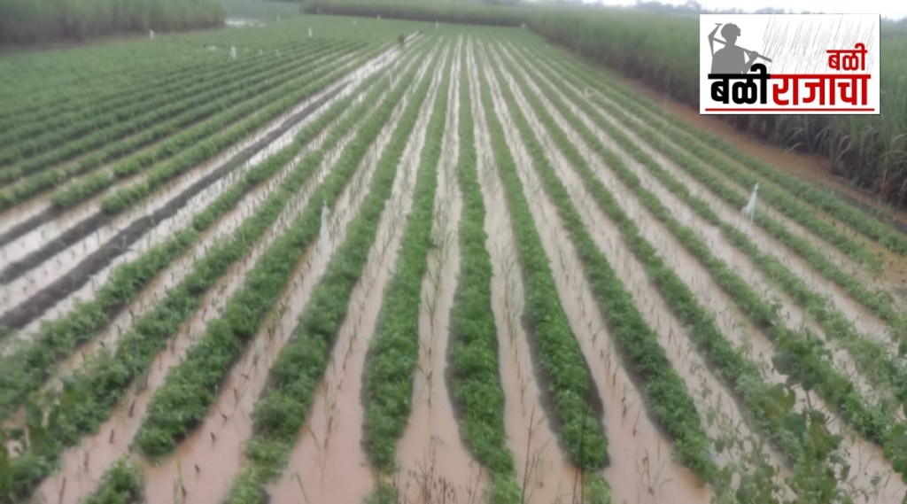 7.5 lakh farmers affected by heavy rains in Nashik division