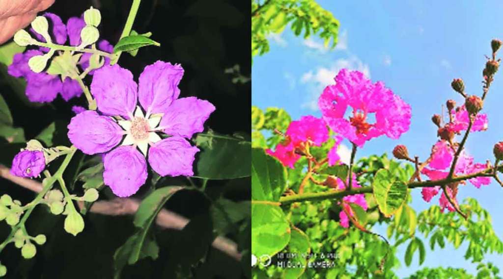 Lagerstroemia speciosa flowers