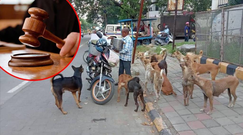 stray dogs