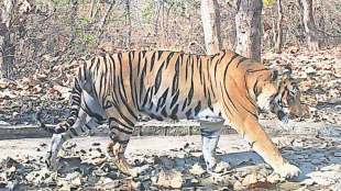 tiger