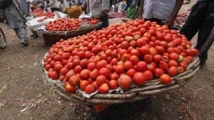 tomato-12