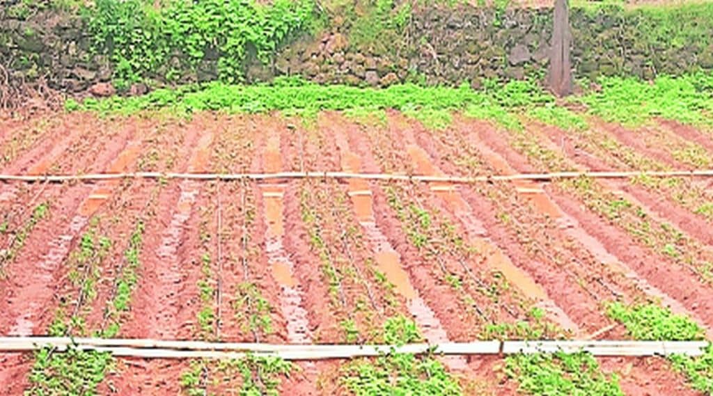 vai strawberry farm