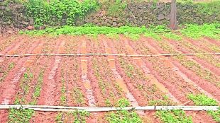 vai strawberry farm