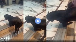 भगवान शंकराच्या मंदिरात नतमस्तक झाली शेळी; भक्तीचे अनोखे रूप दाखवणारा हा Viral Video पाहाच