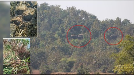 Huge loss to farmers due to intrusion of wild elephants in Bhandara