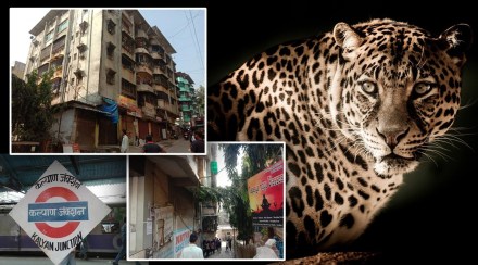 Kalyan, leopard