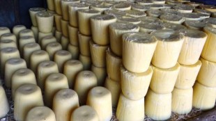 The price of Kolhapuri jaggery increased after the agitation of jaggery farmers