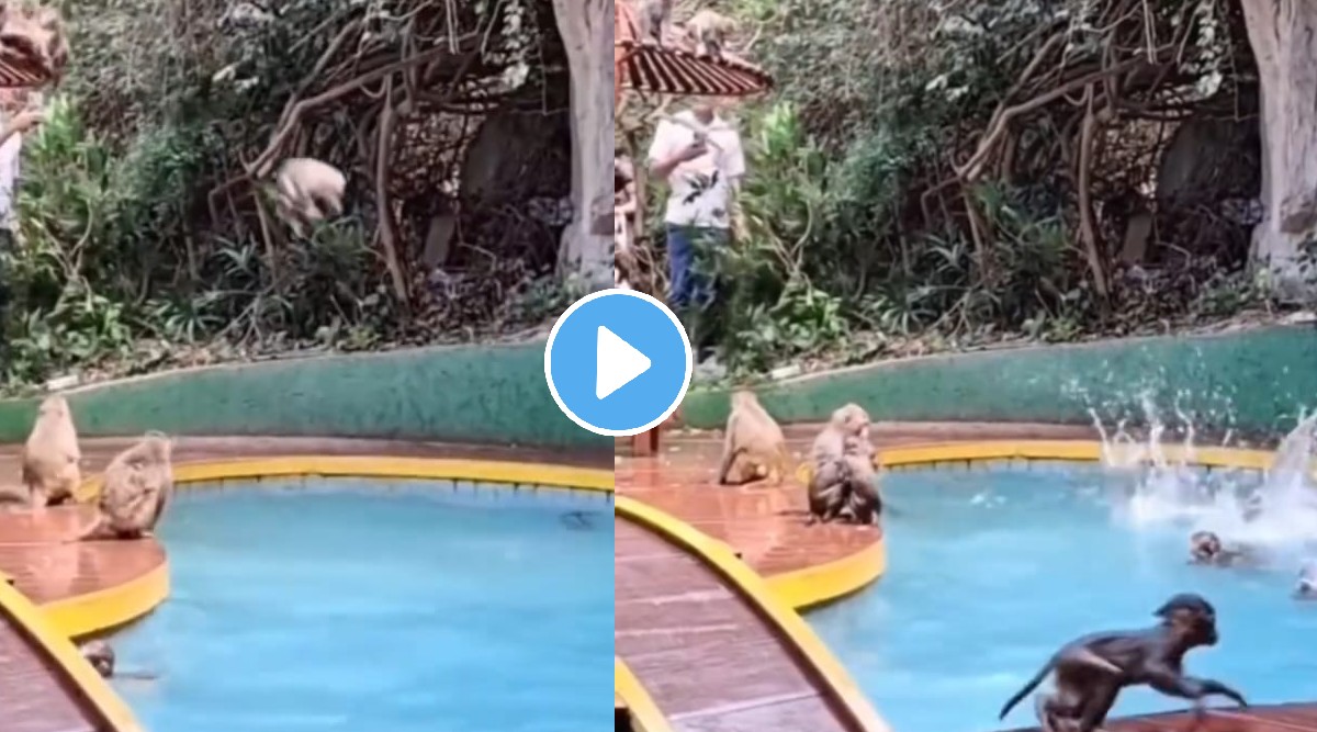 Monkey In Pool माकडांना Swimming Pool चा आनंद लुटताना पाहून तुमच्याही चेहऱ्यावर येईल ...