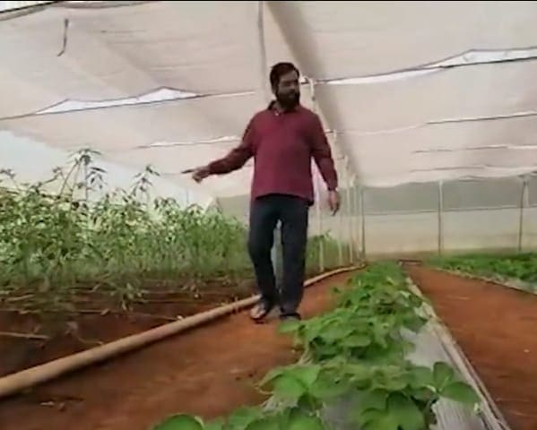 याशिवाय स्ट्रॉबेरीची लागवडही करण्यात आलेली आहे.