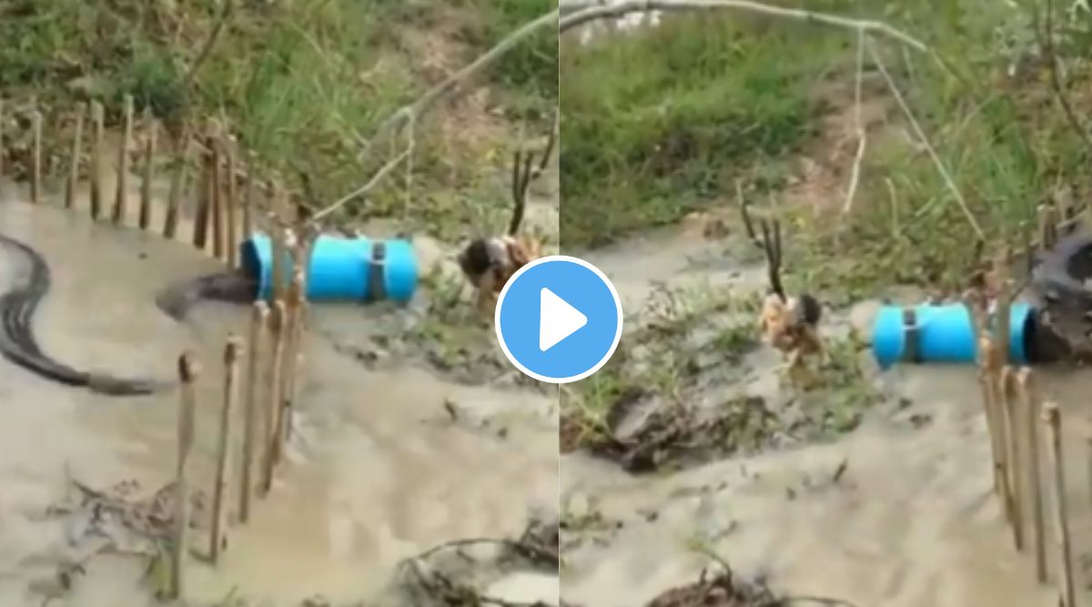 Chicken Trap Python Trending viral video news man Python hunting using chicken