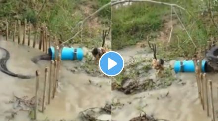 Chicken used to trap python