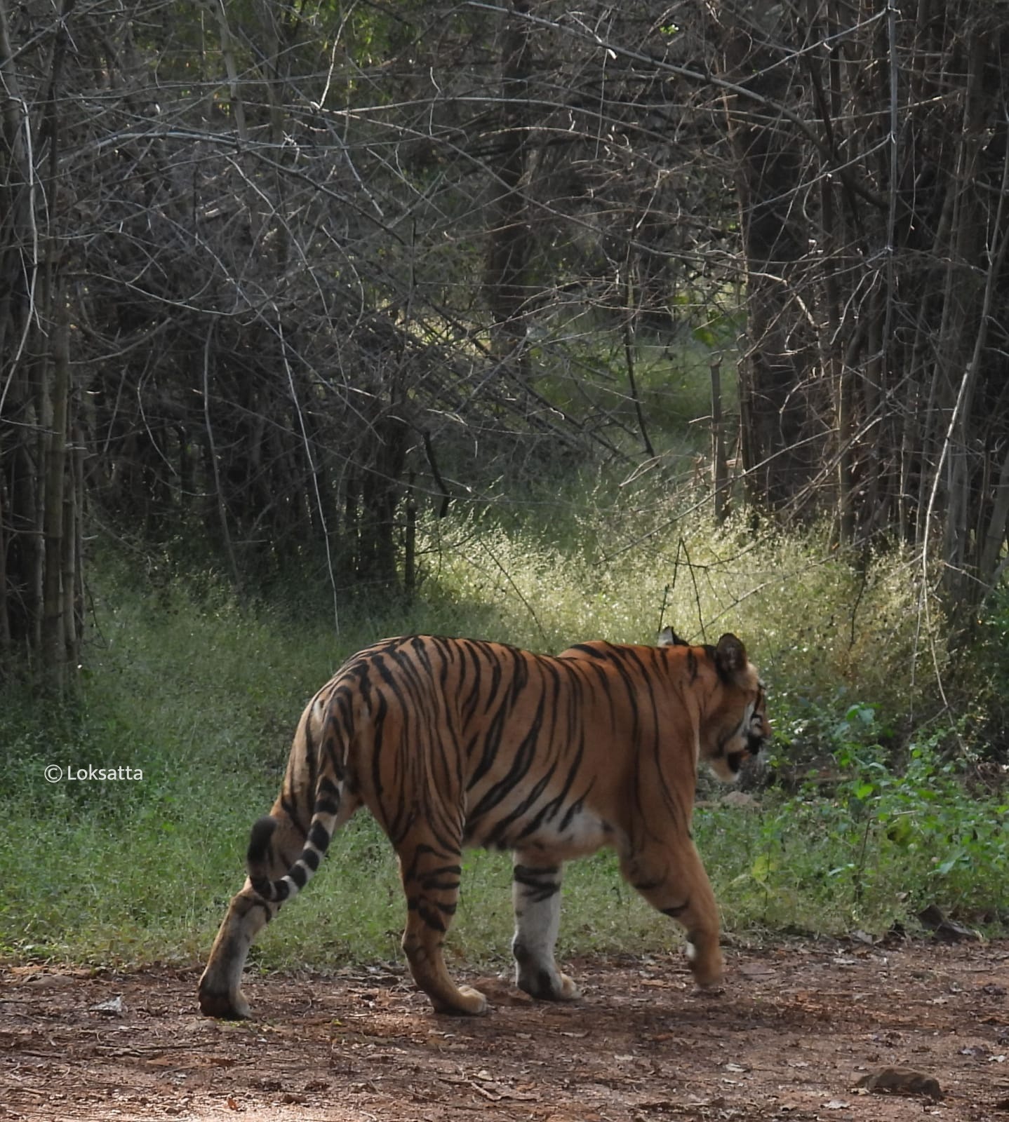 Choti Madhu Tigress Information Photos 