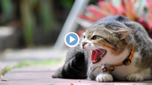 Viral Video Cat Fight on Road Crow Provokes Ugly Fight Shocking Clip