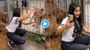 Viral Video Bear Pulls Girls Tshrit In Zoo Trying to Take Selfie with Lioness Shocking Clip