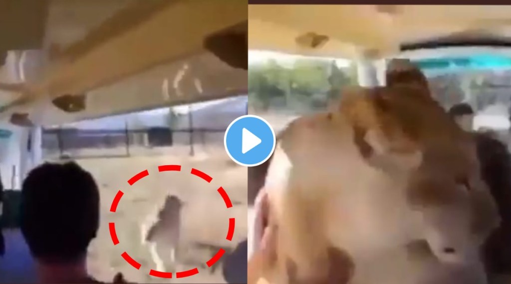 Lioness jumps inside tourist vehicle netizens got confused seeing this viral video