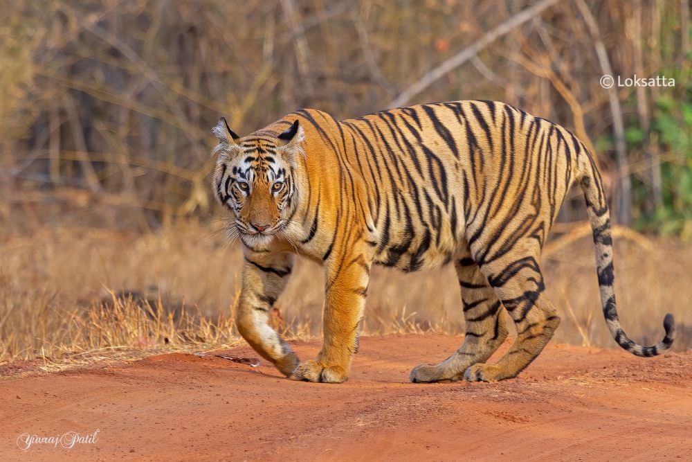 Maya Tigress Queen Of Tadoba 