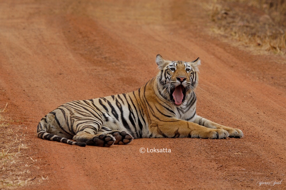 Maya Tigress Queen Of Tadoba 