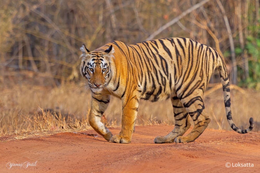 Maya Tigress Queen Of Tadoba 