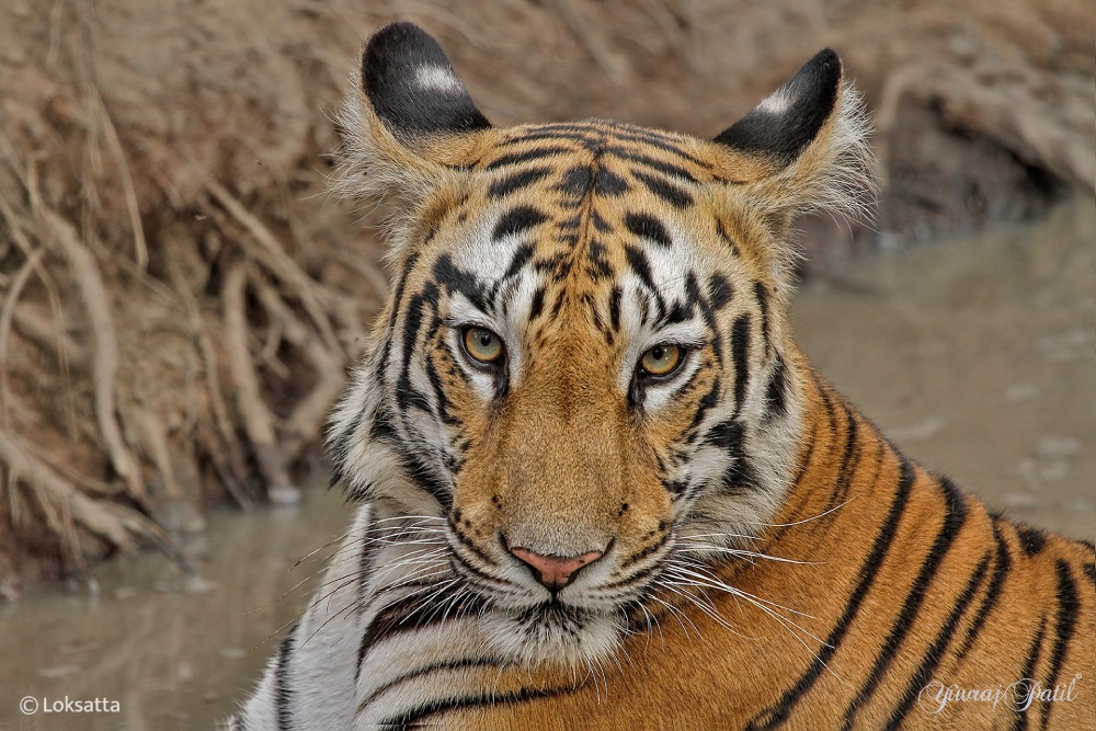 Maya Tigress Queen Of Tadoba 