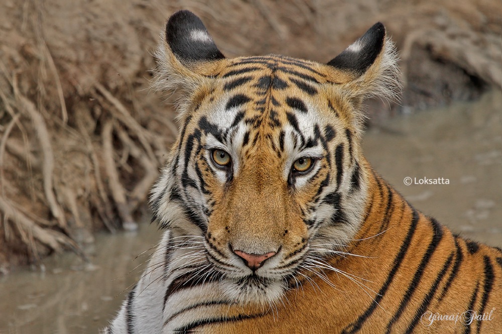 Maya Tigress Queen Of Tadoba 
