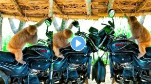 Monkey funny video