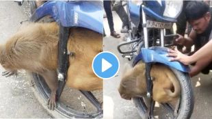 Monkey trapped in wheel