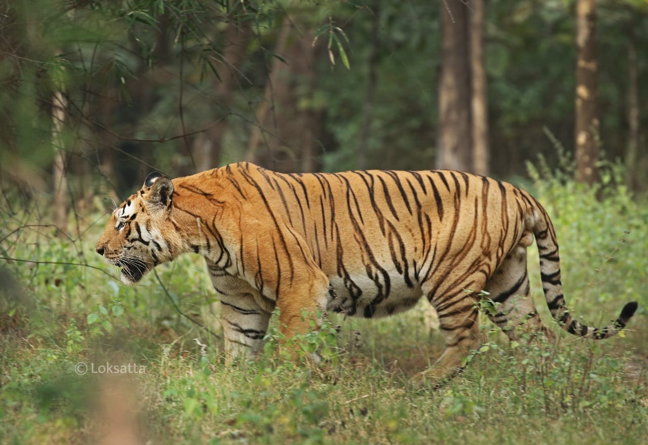 Mystery Male Tiger Information Photos