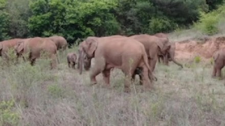 A herd of wild elephants has returned to Gondia district