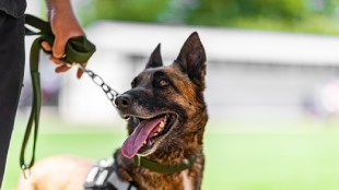 sniffer dog soon in foreign post department decision of customs department drug mumbai