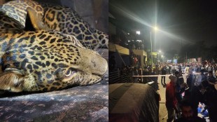 people attacked a leopard in ayesha nagar in nashik but it escaped from there