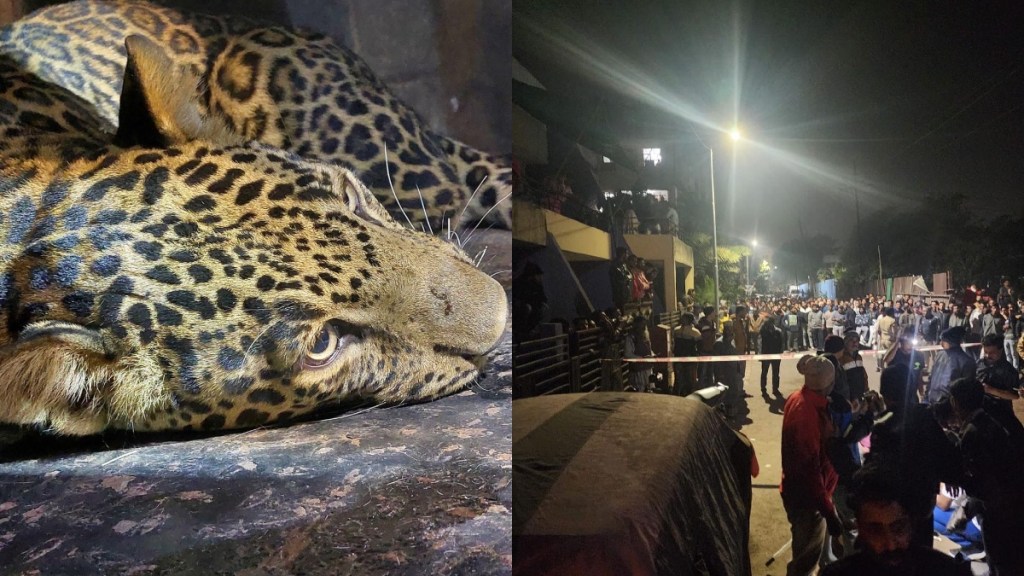 people attacked a leopard in ayesha nagar in nashik but it escaped from there people attacked a leopard in ayesha nagar in nashik but it escaped from there