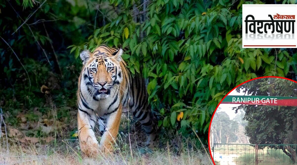 विश्लेषण: उत्तर प्रदेशातील राणीपूर ठरला ५३वा व्याघ्रप्रकल्प ...