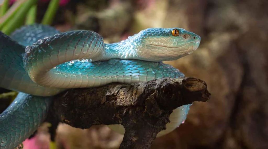 venomous snake island