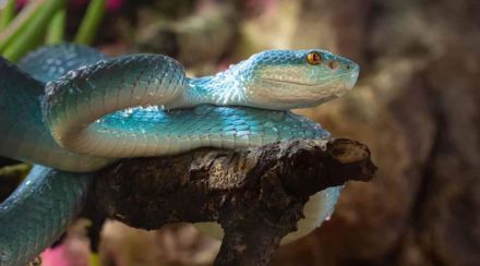 venomous snake island