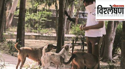 Street Dog Street Dog