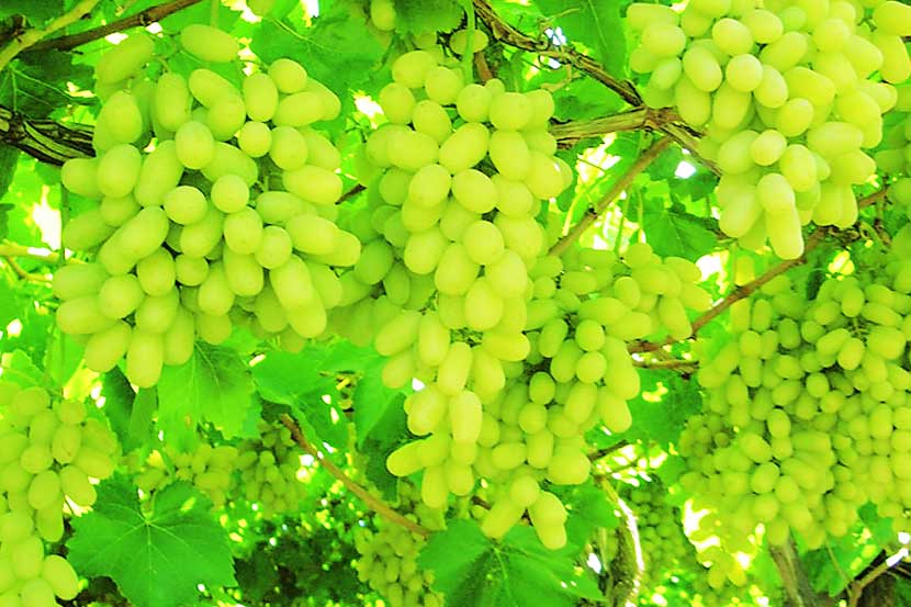 Waiting for grapes in APMC market navi mumbai