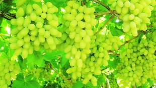 Waiting for grapes in APMC market navi mumbai